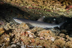 Baby White Tip Reef Shark by Tracey Jones 